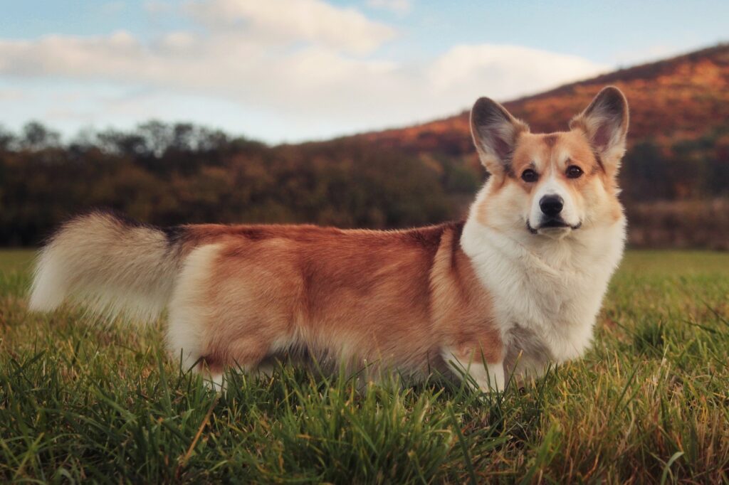 Vilík